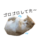みんなが好きな猫（個別スタンプ：30）