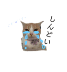 みんなが好きな猫（個別スタンプ：31）