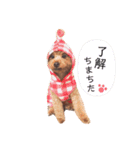 ちょっちゃんスタンプセット（個別スタンプ：1）