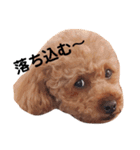 ちょっちゃんスタンプセット（個別スタンプ：2）