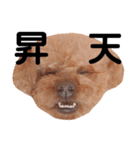 ちょっちゃんスタンプセット（個別スタンプ：5）