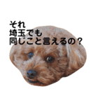 ちょっちゃんスタンプセット（個別スタンプ：22）