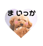 ちょっちゃんスタンプセット（個別スタンプ：32）
