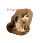 ウシニャンコ（個別スタンプ：1）