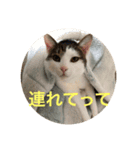 ウシニャンコ（個別スタンプ：3）