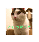 ウシニャンコ（個別スタンプ：4）