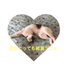ウシニャンコ（個別スタンプ：6）