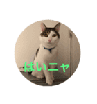 ウシニャンコ（個別スタンプ：8）