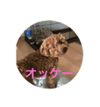 我が家の家族ころん（個別スタンプ：1）
