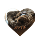 我が家の家族ころん（個別スタンプ：2）