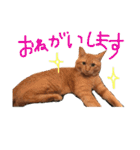 キャロとピノ（個別スタンプ：1）