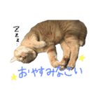 キャロとピノ（個別スタンプ：27）