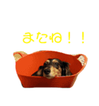 ありまうす（個別スタンプ：8）