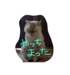 ゆるぬこんぷ（個別スタンプ：2）