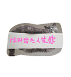 ゆるぬこんぷ（個別スタンプ：3）