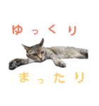 わんこアンドにゃんこ（個別スタンプ：3）