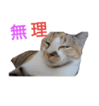 わんこアンドにゃんこ（個別スタンプ：5）