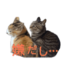 わんこアンドにゃんこ（個別スタンプ：9）