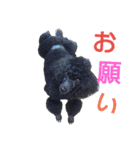 わんこアンドにゃんこ（個別スタンプ：10）