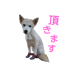 わんこアンドにゃんこ（個別スタンプ：12）