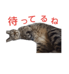 わんこアンドにゃんこ（個別スタンプ：16）