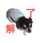 わんこアンドにゃんこ（個別スタンプ：18）