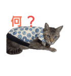 わんこアンドにゃんこ（個別スタンプ：19）