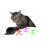 わんこアンドにゃんこ（個別スタンプ：21）