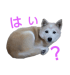 わんこアンドにゃんこ（個別スタンプ：22）