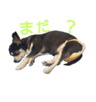 わんこアンドにゃんこ（個別スタンプ：23）