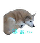 わんこアンドにゃんこ（個別スタンプ：24）