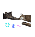 わんこアンドにゃんこ（個別スタンプ：25）