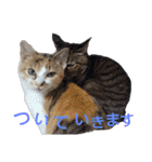 わんこアンドにゃんこ（個別スタンプ：27）