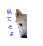 わんこアンドにゃんこ（個別スタンプ：31）