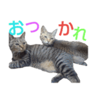 わんこアンドにゃんこ（個別スタンプ：32）