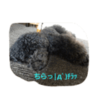 黒トイプードルのユノちん（個別スタンプ：1）