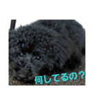 黒トイプードルのユノちん（個別スタンプ：4）