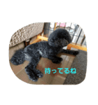 黒トイプードルのユノちん（個別スタンプ：11）
