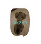 黒トイプードルのユノちん（個別スタンプ：12）