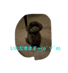 黒トイプードルのユノちん（個別スタンプ：15）