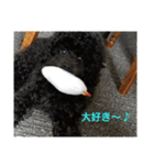 黒トイプードルのユノちん（個別スタンプ：19）