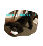 黒トイプードルのユノちん（個別スタンプ：23）