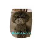 黒トイプードルのユノちん（個別スタンプ：27）