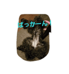 黒トイプードルのユノちん（個別スタンプ：29）