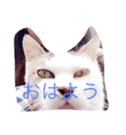 みーにゃんスタンプ（個別スタンプ：1）