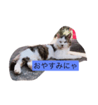 みーにゃんスタンプ（個別スタンプ：3）