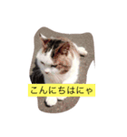 みーにゃんスタンプ（個別スタンプ：5）