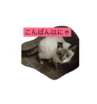 みーにゃんスタンプ（個別スタンプ：7）