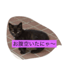 みーにゃんスタンプ（個別スタンプ：8）