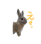 うさぎの耳ちゃん（個別スタンプ：1）